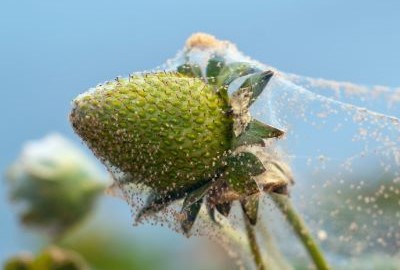 Arañita bimaculada	en frutilla