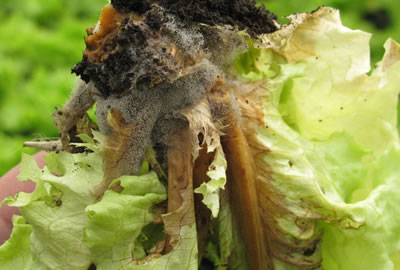 Pudrición gris en lechuga