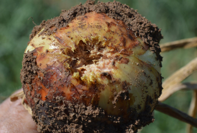 Fusariosis en cebolla