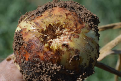 Fusariosis en cebolla