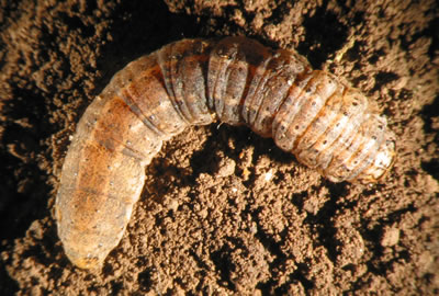 Gusano cortador en cebolla