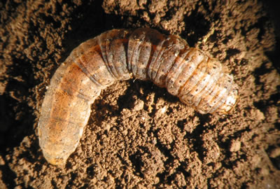 Gusano cortador de la cebolla