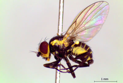 Mosca minadora de las chacras en lechuga