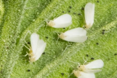 Mosquita blanca del tomate