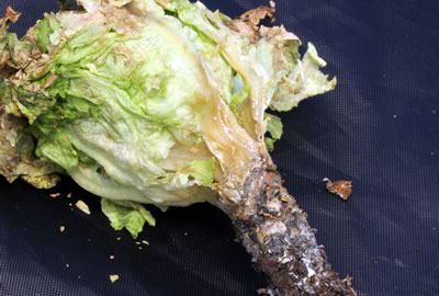 Pudrición blanca en lechuga