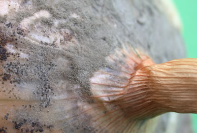 Pudrición gris en cebolla