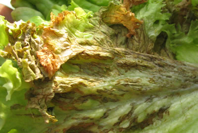 Pudrición gris en lechuga