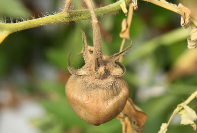 Pudrición gris en tomate