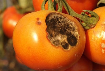 Tizón temprano en tomate