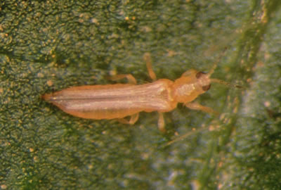 Trips de California en lechuga