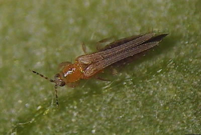 Trips de california en tomate