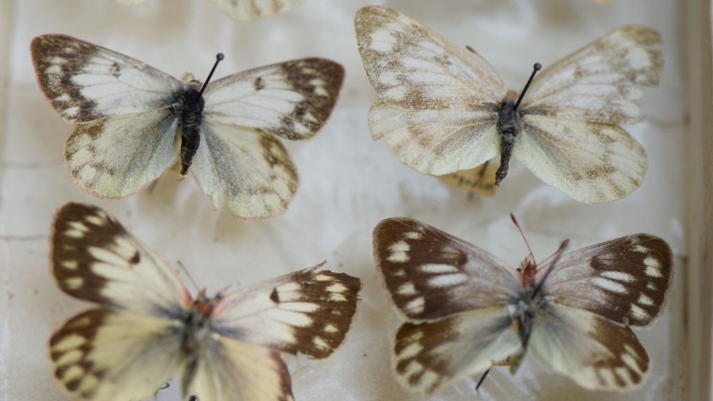 Entomología