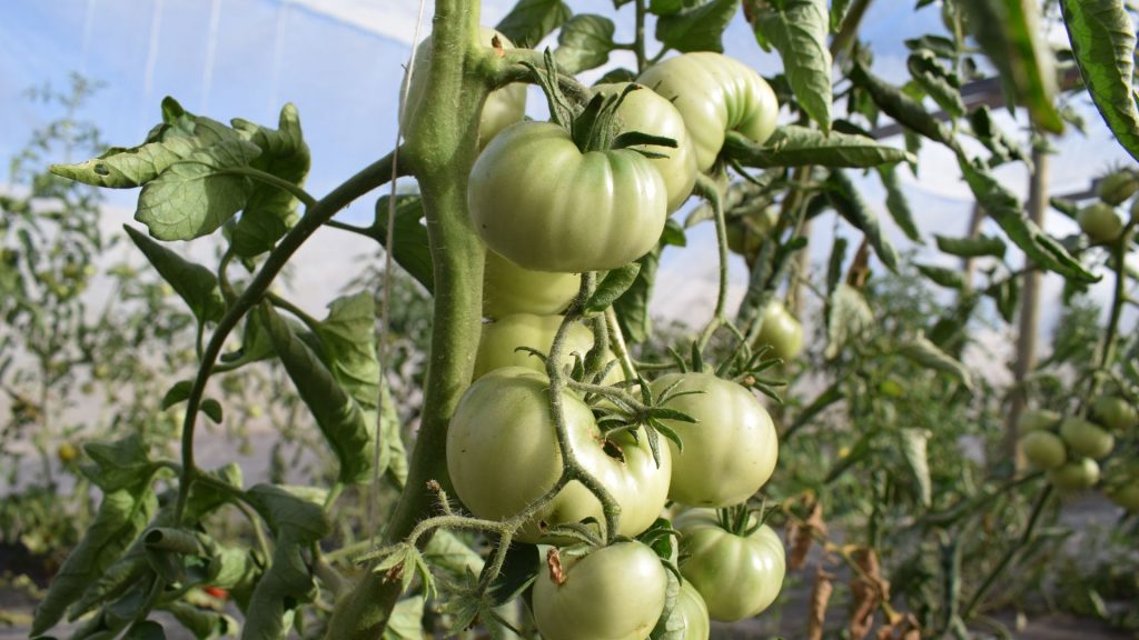 Horticultura