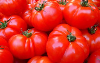 Sembrando Nexos: Valles de Valparaíso impulsan encuentro regional para poner en valor su agrobiodiversidad local